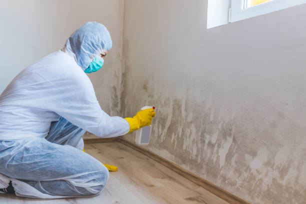 Licensed Mold Remediation service in Mineola, NY - WQB Mold Removal